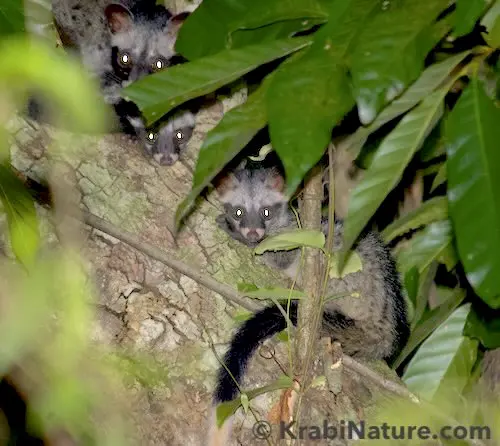 3 Small civets in a tree found during a Night Safari in Krabi rainforest at 9 pm. at night. © KrabiNature.com
