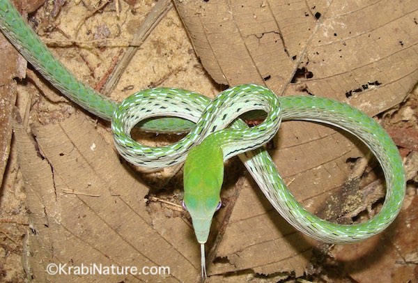 A green vine snake with tongue sticking out in Krabi, Thailand.