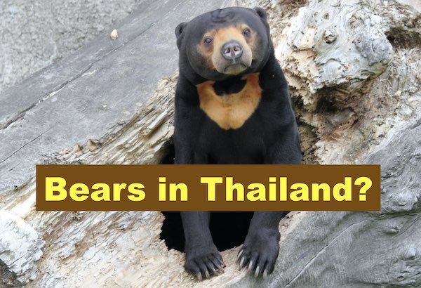 Malayan sun bear in featured image "Bears in Thailand?"