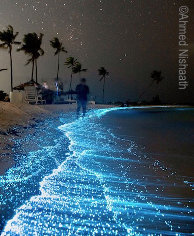Blue glowing bioluminscent plankton at Railay Beach in Southern Thailand.