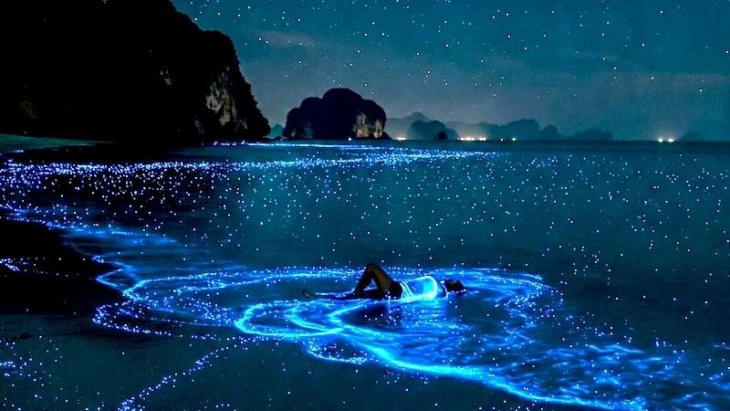 Blue Bioluminescent Plankton Book Your Trip in Krabi 2026