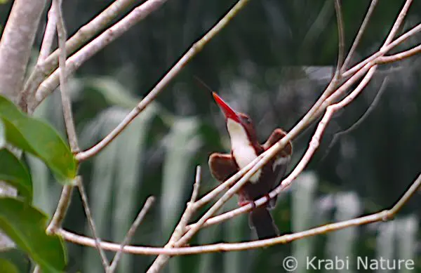A hard to find white-throated kingfisher bird in trees near the mangroves in Krabi Town.