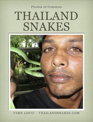 Photos of Common Thailand Snakes | Free PDF Download