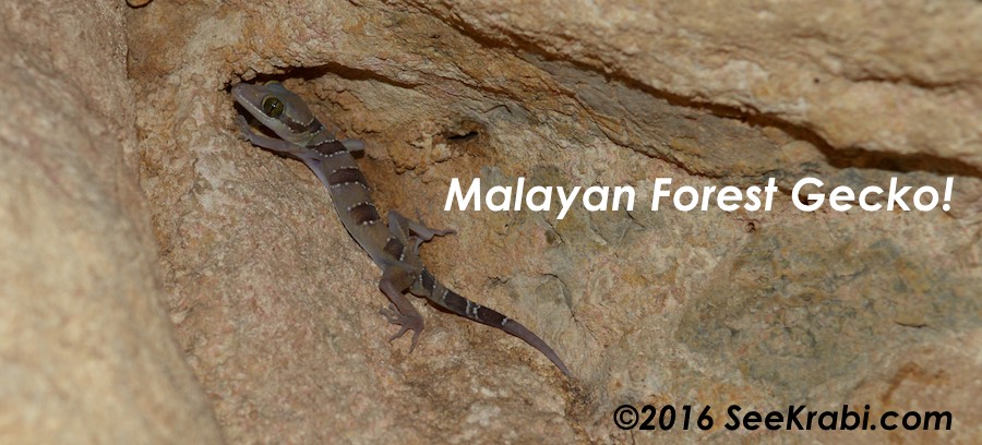 Malayan Forest Gecko - Cyrtodactylus pulchellus in Krabi Cave