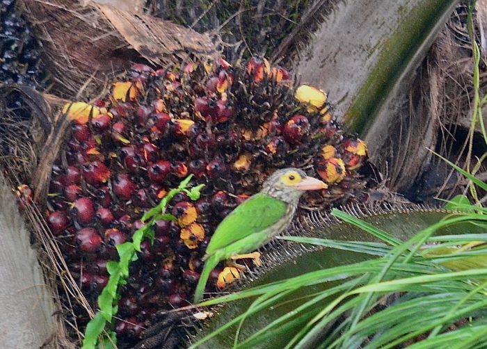 A lineated barbet bird found eating palm seeds in Krabi Town palm plantation.