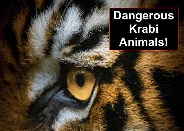 Tiger with the title, "Dangerous Animals in Krabi?"