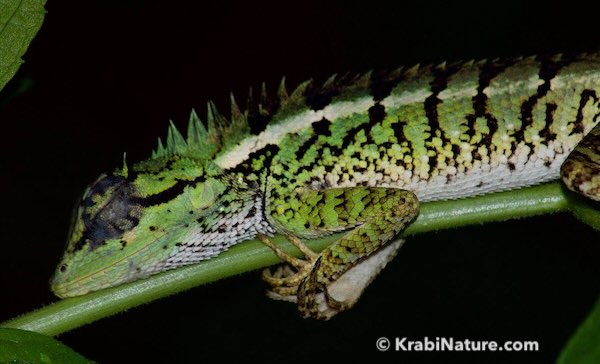 A green phase Calotes emma lizard sleeping on a branch found on our Night Safari in Krabi.