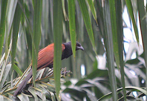 A large brown and black bird in Krabi Town called the Greater Coucal.