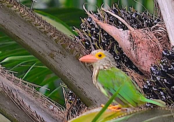 Green lineated barbet bird in Krabi palm tree eating seeds.