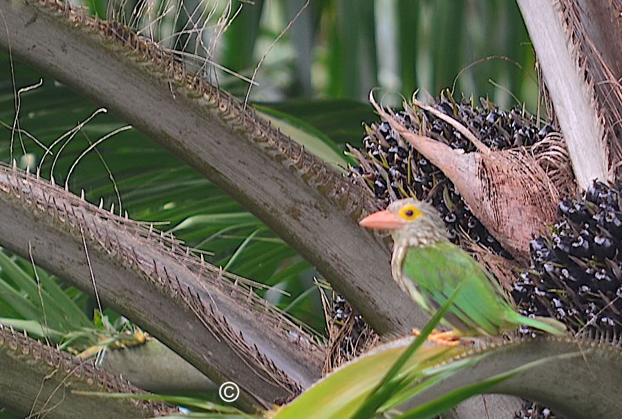 A green Lineated Barbet bird in profile on palm tree in Krabi Mangrove Forest.