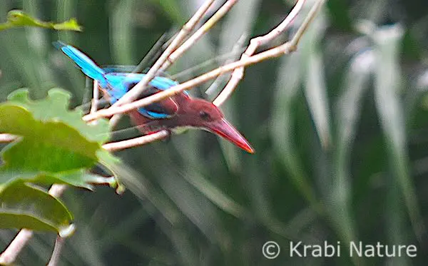 Best Places to Find Kingfishers in Krabi