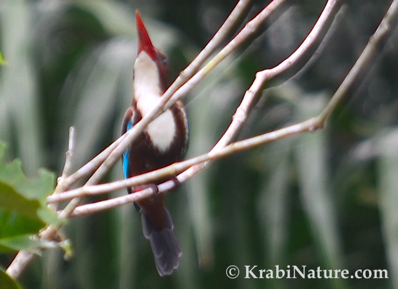 White-throated Kingfisher in Krabi Mangroves during a birding tour.