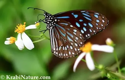 Krabi butterfly found on our morning walking tour through the rainforest.
