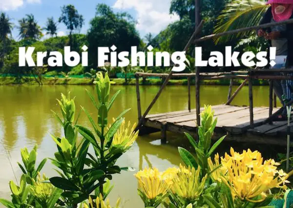 Krabi Fishing Park has many different freshwater fish to catch. © KrabiNature.com
