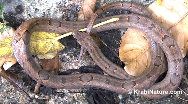 A Kukri snake found on the road just before sunset in Krabi, Thailand.