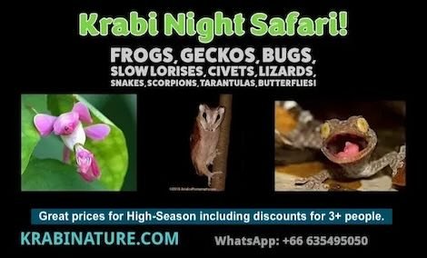 Krabi Night Safari Tour poster. © KrabiNature.com