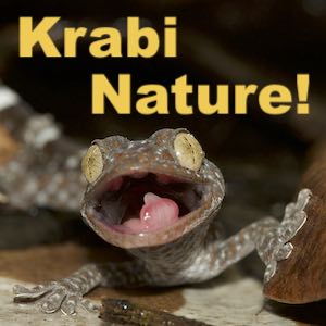 Krabi night field trips to find animals and insects.