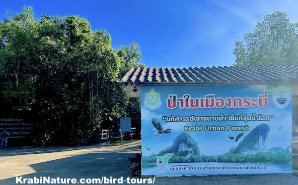 Entrance Sign to Krabi Urban Forest Walkway over mangrove roots and Krabi River.