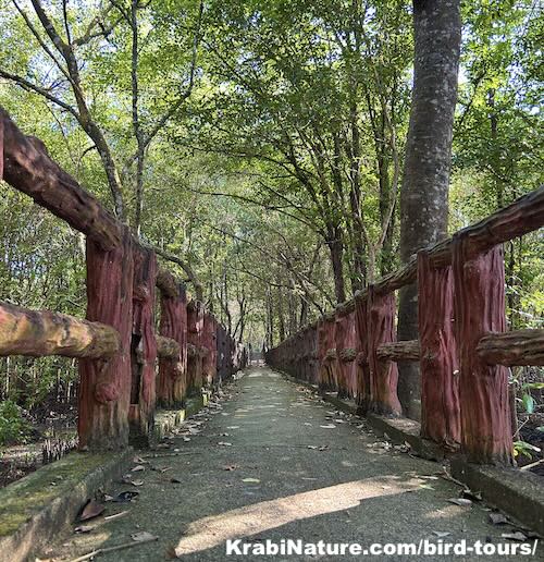 Boardwalk over the mangrove roots and Krabi River at the Krabi Urban Walkway in Krabi Town.
