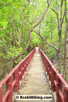 Krabi Urban Forest Walkway - the mangrove forest walkway.