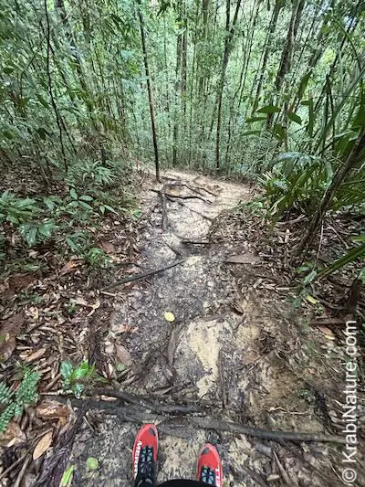 Hiking trail at Ngon Nak (Dragon's Crest) nature trail in Tub Kaak at the national park.