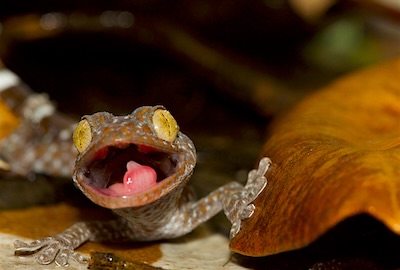 Tokay gecko in leaf litter on Krabi Night Safari tour.