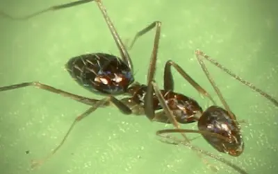 Longhorn crazy ants in Thailand.