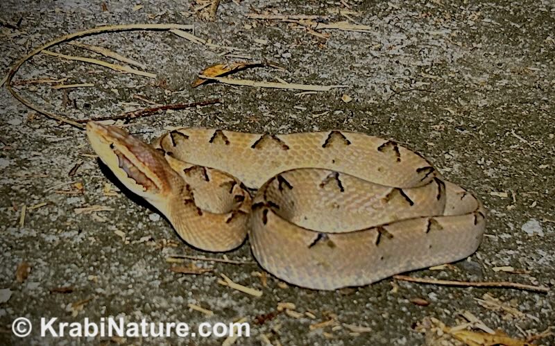 Adult Malayan pit viper snake from Krabi Night Safari. © KrabiNature.com