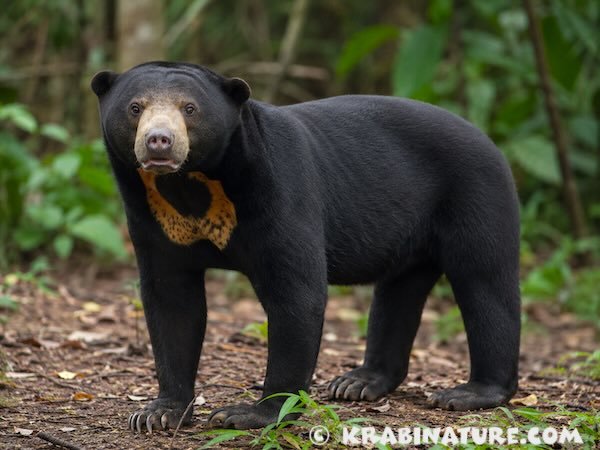 Malayan Sun Bear in a jungle clearing in Krabi, Thailand.