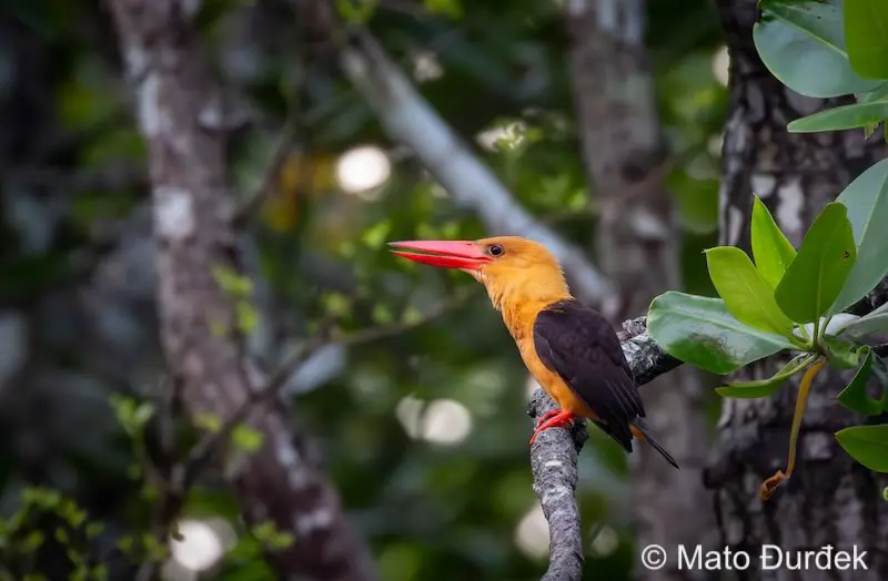 Brown-winged kingfisher found in Krabi and further south in Thailand.