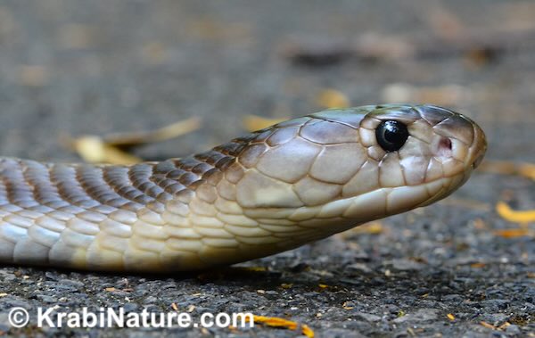 Head and neck of monocled cobra (N. kaouthia) on city street in Krabi, Thailand.