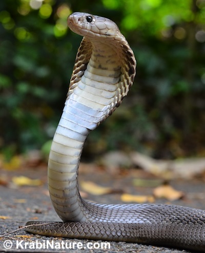 Monocled cobra with hood showing in Krabi and found on a Krabi Herping Tour with KrabiNature.com.