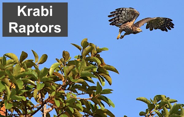 Oriental honey buzzard flying in the early morning sunlight around the Krabi River in town. Title, "Krabi Raptors"