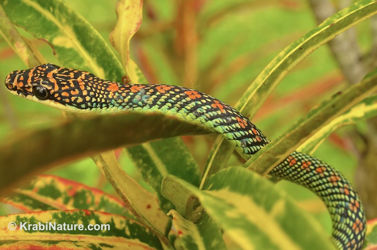 A paradise tree snake (C. paradisi) found in Krabi rainforest on a tour.