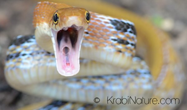 Radiated Rat Snake (C. radiata - E. radiata) in Krabi, Thailand ready to strike.