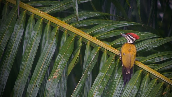 A red headed woodpecker in Krabi, Thailand. Common Flameback woodpecker.