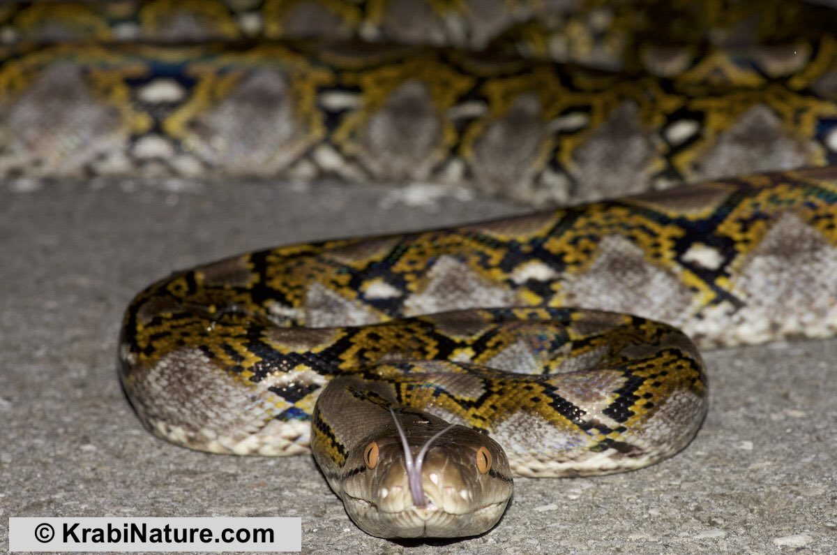 A very large reticulated python found in Krabi on a night safari herping tour. © KrabiNature.com
