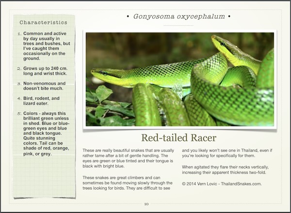 Red tailed racer entry in snake book about Krabi, and Thailand.