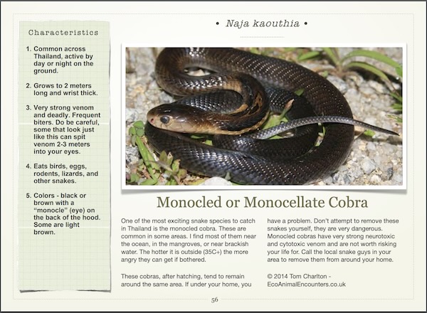 Monocled Cobra entry in free snakes of Thailand PDF book.