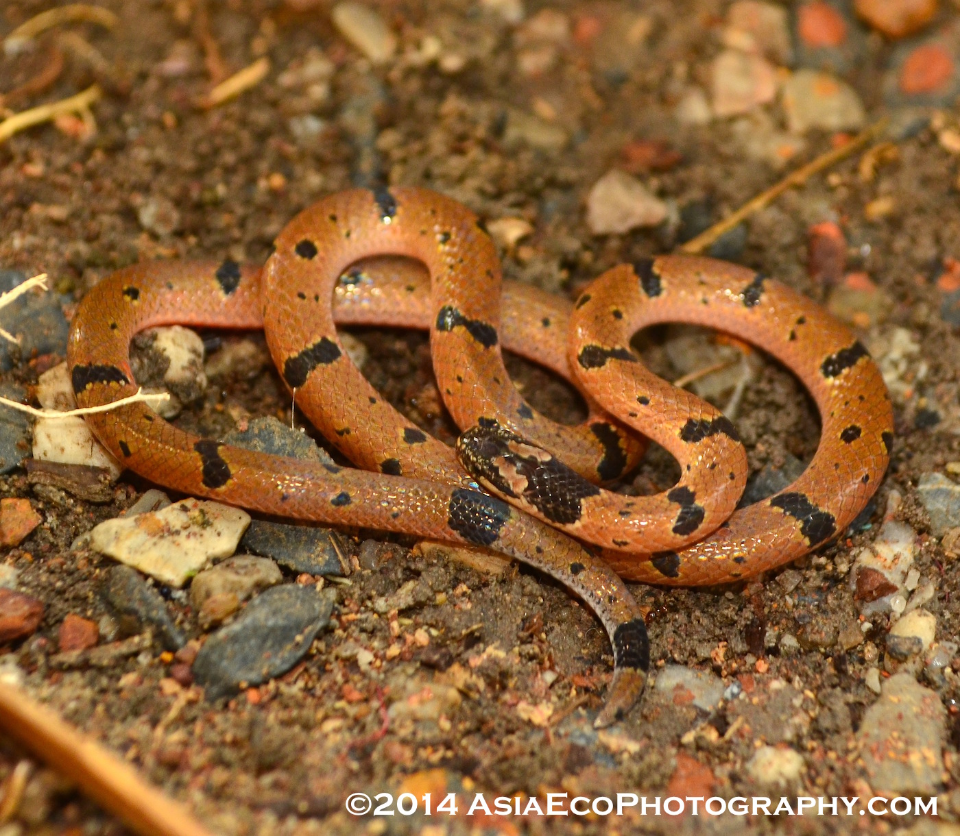 A small-spotted coral snake found in Krabi, Thailand during a photography field trip.