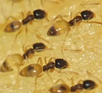 Sugar ants in Thailand.
