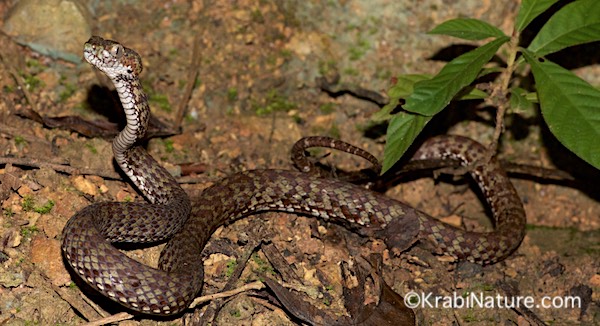 Brown-spotted green pit viper (T venustus) found in Krabi, Thailand on a night hike.