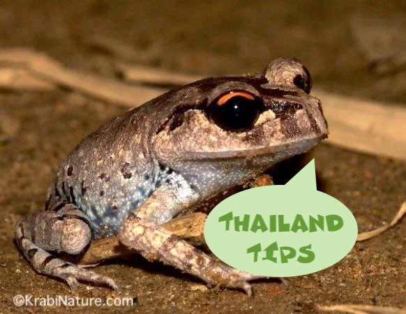 A frog saying "Thailand Tips"