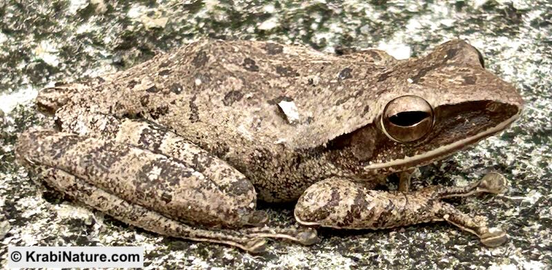 Brown tree frog from the deep rainforest in Krabi.