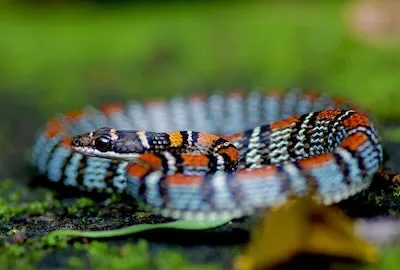 Twin-barred tree snake found on Krabi, Thailand Nature Tour.