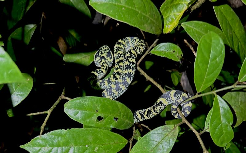 Wagler's pit viper sleeping in a small tree in Thailand.