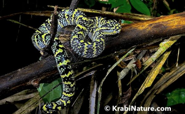 Phuket Snake & Wildlife Tour (Jungle Herping at Night)