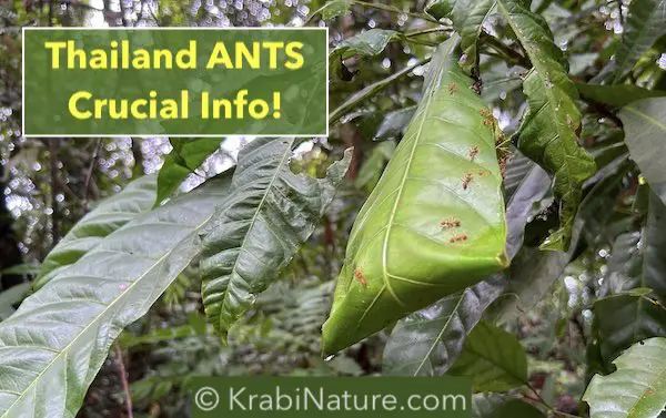 Weaver ants make nests of leaves in Krabi, Thailand. © KrabiNature.com