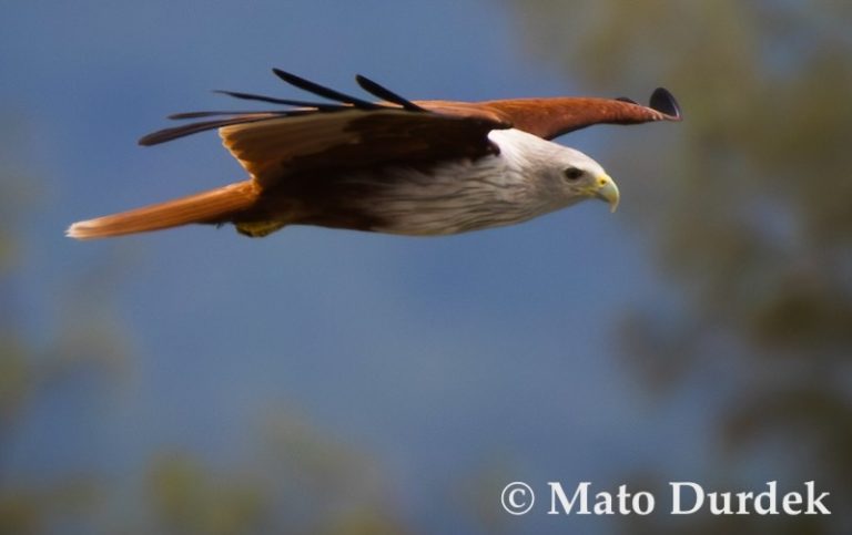 A white-bellied sea eagle in Krabi Town gliding over the Krabi River while looking for fish to prey one.