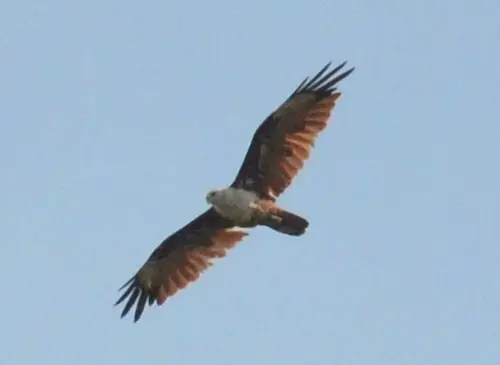Soaring White-bellied Sea Eagle above Krabi River mangroves in the early morning.